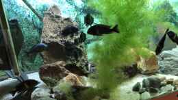 aquarium-von-helga-kury-tropheus-maswa---becken-neu_Tropheus duboisi MASWA