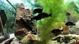 Aquarium einrichten mit Hornkraut als Deckung und Futter für Tropheus