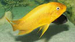 Aquarium einrichten mit Petrochromis yellow moshi WF