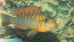 aquarium-von-cichlidenland-becken-410_Petrochromis sp. red rainbow