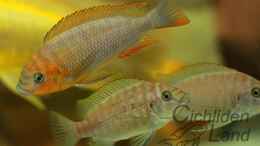 Foto mit Petrochromis sp. red bulu ponit (F1)