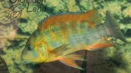 Foto mit Petrochromis sp. red rainbow