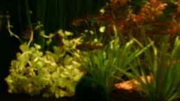 aquarium-von-nicole-helal-becken-4106_2.2.07 - Glühlichtsalmler