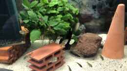 aquarium-von-helga-kury-paralabidochromis-chromogynos-zue-island_Paralabidochromis chromogynos ZUE ISLAND