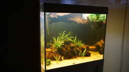 aquarium-von-thomas-de-vries-hypancistrus-zebra-l46-zuchtbecken_Gesamtansicht - Layout3