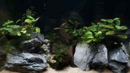 aquarium-von-thomas-de-vries-hypancistrus-zebra-l46-zuchtbecken_Layout2(nur noch Bsp.)