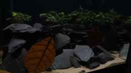 aquarium-von-thomas-de-vries-hypancistrus-zebra-l46-zuchtbecken_Layout1(nur noch Bsp.)