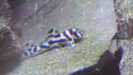aquarium-von-thomas-de-vries-hypancistrus-zebra-l46-zuchtbecken_Jungtier ca. 3 Wochen