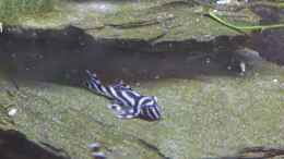 aquarium-von-thomas-de-vries-hypancistrus-zebra-l46-zuchtbecken_Jungtier ca. 2 Monate