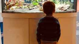 aquarium-von-sergio-bandeiras-bepflantztes-eckaquarium_Wer braucht ein Fernsehgerät