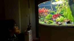 aquarium-von-sergio-bandeiras-bepflantztes-eckaquarium_Aquarium statt TV