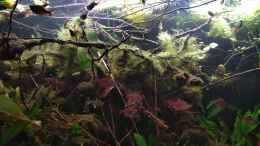 aquarium-von-samue-suedamerika-connection_Wurzel wurde von Algen überrannt.. den Fischen gefällt es 