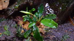 Foto mit Bucephalandra spec. Green Velvet