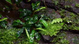 Foto mit Bucephalandra spec. Wavy Green Leaf