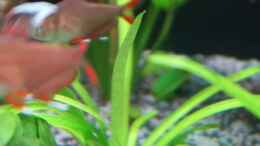 aquarium-von-ernst11-mein-kleines-juwel-nur-mehr-als-beispiel_Sagittaria platyphylla