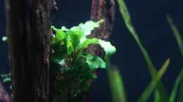 Aquarium einrichten mit Bucephalandra Wavy Green