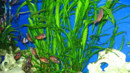 aquarium-von-gordon-gewiese-becken-4130_Crytocoryne