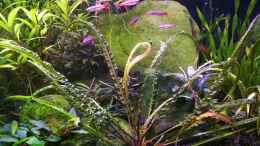 Aquarium einrichten mit Cryptocoryne crispatula flaccidifolia und viele