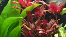 Aquarium einrichten mit Alternanthera reineckii Red Ruby