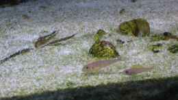 Aquarium einrichten mit Xenotilapia flavipinnis kachese 
