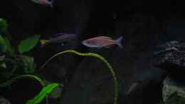 aquarium-von-marco-hunziker-becken-4160_Cyprichromis leptosoma blue flash  Bock am balzen
