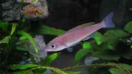 Foto mit Cyprichromis leptosoma blue flash w. / Altolamprologus compressiceps