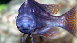 aquarium-von-abdullah-oezer-malawi-becken_Nimbochromis Fuscoteaniatus Jungfisch 10cm