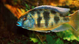 aquarium-von-abdullah-oezer-malawi-becken_Nimbochromis Venustus Bock