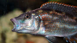 aquarium-von-abdullah-oezer-malawi-becken_Nimbochromis Fuscoteaniatus Jungfisch 8cm
