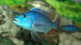 aquarium-von-abdullah-oezer-malawi-becken_Nimbochromis Fuscoteaniatus  NZ