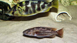 aquarium-von-abdullah-oezer-malawi-becken_Nimbochromis Fuscoteaniatus 8cm, N.venustus W