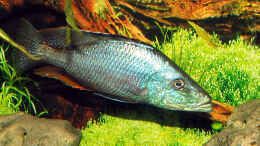 aquarium-von-abdullah-oezer-malawi-becken_Dimidiochromis compressiceps 