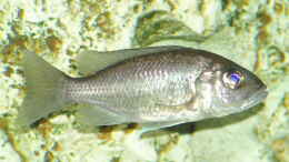 aquarium-von-abdullah-oezer-malawi-becken_Scienochromis Fryeri W