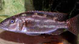 aquarium-von-abdullah-oezer-malawi-becken_Nimbochromis Fuscoteaniatus Jungfisch 8cm