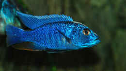 aquarium-von-abdullah-oezer-malawi-becken_Scienochromis Fryeri M