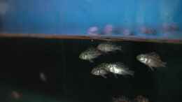 aquarium-von-abdullah-oezer-malawi-becken_Nimbochromis Fuscoteaniatus