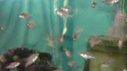 aquarium-von-abdullah-oezer-malawi-becken_Nimbochromis Fuscoteaniatus NZ