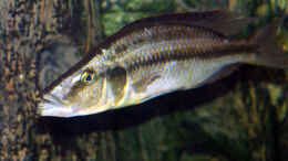 aquarium-von-abdullah-oezer-malawi-becken_Dimidiochromis compressiceps W