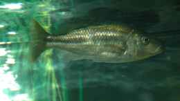 Aquarium einrichten mit Dimidiochromis kiwinge