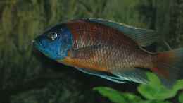 aquarium-von-abdullah-oezer-malawi-becken_Copadichromis borleyi Kadango 