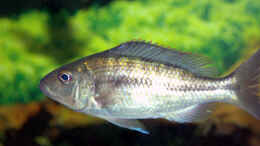 Foto mit Dimidiochromis kiwinge 