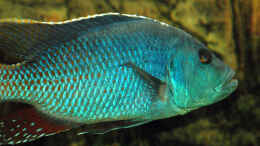 Foto mit Nimbochromis Fuscoteaniatus M
