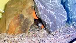 Aquarium einrichten mit Muräne in ihrer Höhle