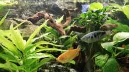 aquarium-von-chinese-inai-sued-ost-asia-becken_Fadenfische 3