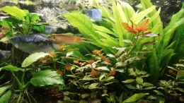 aquarium-von-chinese-inai-sued-ost-asia-becken_Fadenfische
