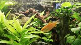 aquarium-von-chinese-inai-sued-ost-asia-becken_Fadenfische 2