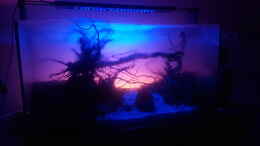 aquarium-von-jalaroki-out-of-the-dark--into-the-sunset_Into the sunset