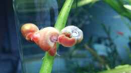 Aquarium einrichten mit 3 kleine rote Posthornschnecken