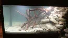 aquarium-von-bermuda-3eck-kugelfisch-oase_Erste Wasserbefüllung