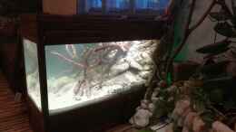 aquarium-von-bermuda-3eck-kugelfisch-oase_Einlaufphase 3 Monate! Sicherheit geht vor! ????